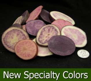 New Specialty Colors